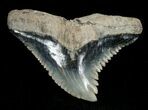 Hemipristis Shark Tooth Fossil #4324-1